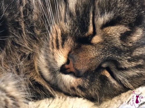 #SIMBA❤❤❤DREAMING ANGEL ✨✨@samirafee(submitted by @samirafee)