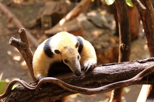 theanimalblog:Southern Tamandua, taken by jimothygalloway