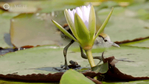 Full video: Jacana Dad Rescues his Chicks from a Crocodile, PBS Nature