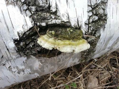 Mossy maze polypores (Cerrena unicolor) growing on fallen birch trees (Betula sp.).