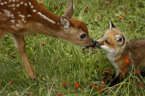 forfoxesonly:  THIS FOX IS LIKE, “BE A DEER AND STOP KISSING ME, PLEASE!” AND