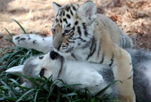 wonderous-world:  Unlikely Friends by Barry Bland They are beginning their journey as animal ambassadors at The Institute of Greatly Endangered and Rare Species. The young timber wolves and Bengal tigers seem unaware that they are supposed to be sworn