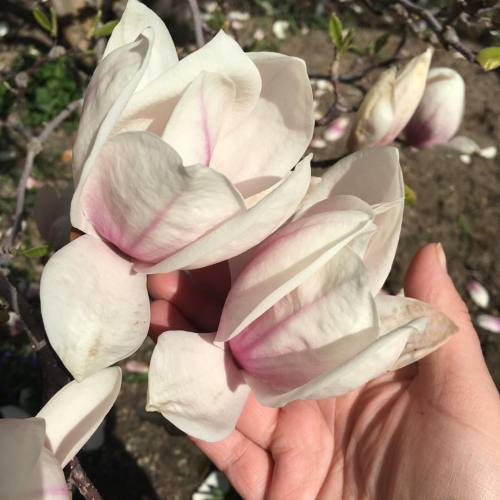 Our Magnolia tree exploded. #spring #magnolia #flower #inthegarden