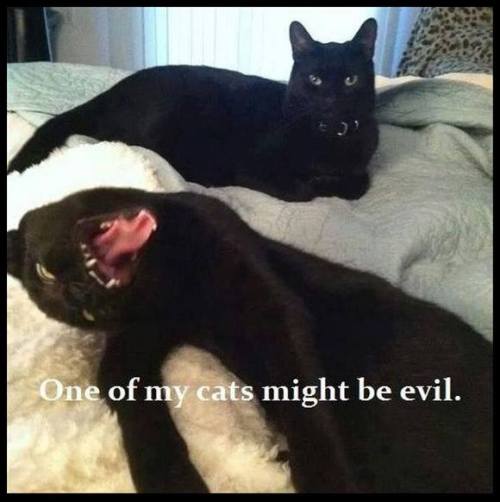 pervyfemale:  instructor144:  chocolateharmonyperson:Oh?? Which one? The one in the back, clearly. The one in the front is merely infested with demons.  Lmao 