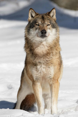 mirifika:  thatwanderinglonewolf:  By Willem Verboom