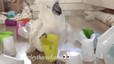 gifsboom:  Video: Harley the Cockatoo Hates Cup Towers