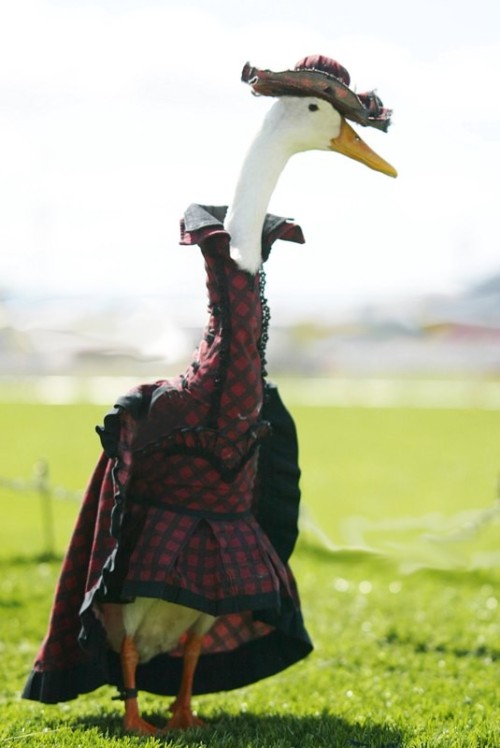 becausebirds:archiemcphee:Hooray! It’s time once again to visit the Duck Fashion Show, where hau