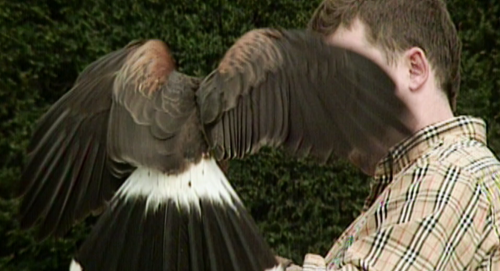 Alexander McQueen looking glamorous with a hawk in the 2018 documentary “McQueen”