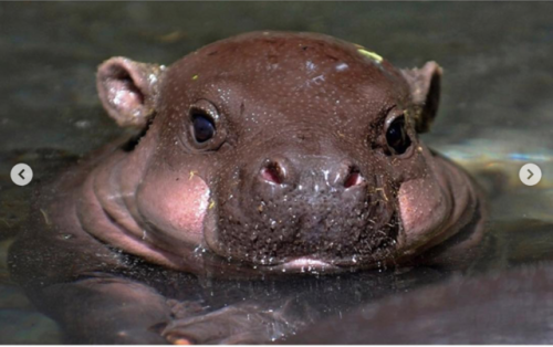 babyanimalgifs:  These baby hippos will make adult photos