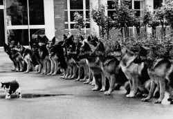 Cat walking past well-trained german shepherds,