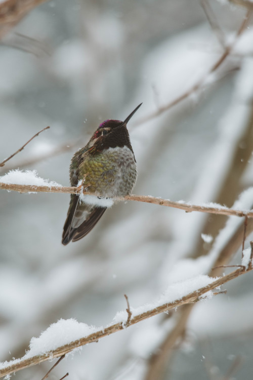 millivedder:Visitors on a snowy day