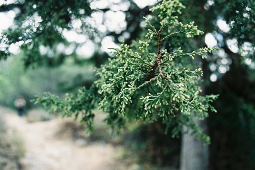 eyeleaves:Joana Rosa Bragança