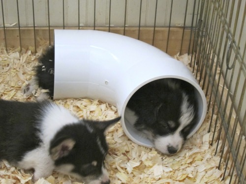 poopster:  throw back Thursday BABY PUDGE 
