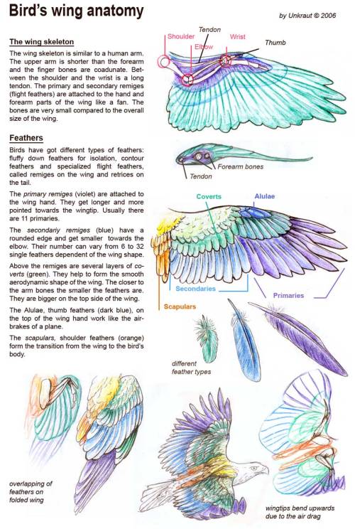 Some useful references i found. Might as well share them! Bird wings are intimidating to try and draw correctly when you don’t understand how they’re put together… But they’re actually not that complicated. Once you understand