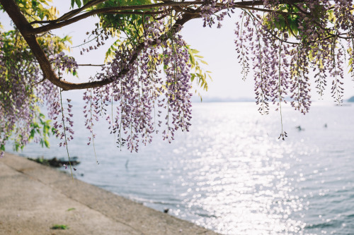 2022-05-01Spring, Wisteria flowerCanon EOS R3 + RF15-35mm f2.8L ISInstagram  |  hwantastic79vivid