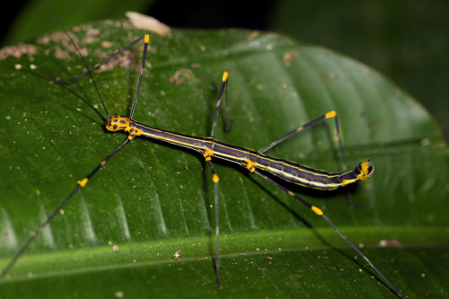 onenicebugperday:Peruvian fern insect, Oreophoetes peruana, Diapheromeridae, PhasmidaPhotos 1-2 by s