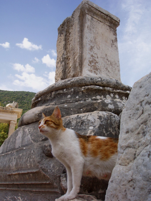 Selçuk, Turkey (by sdrezd)