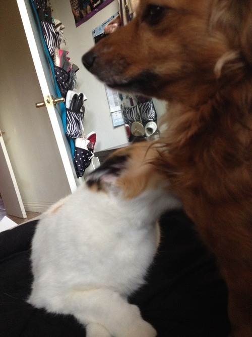 foreveralone-lyguy:  foreveralone-lyguy:  foreveralone-lyguy:  My cat likes to give my dog baths and she smacks him if he moves while she’s licking him. Now he’s literally trained to where if she licks him once he sits down without any hesitation