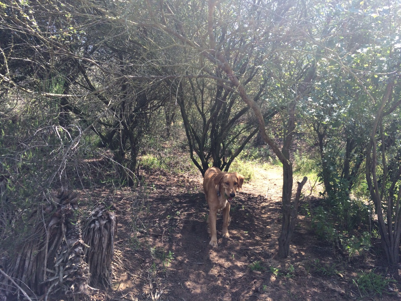 ciaraskellington:  Ditching on Fridays to hang out with dogs should become a thing.