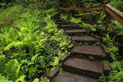 Stairs Through by cookinghamus on Flickr.