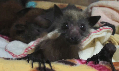 vaeyla:gothiccharmschool:Fuzzy bat break! Fuzzy bats with the wiggly ears and the flappy wings! And 