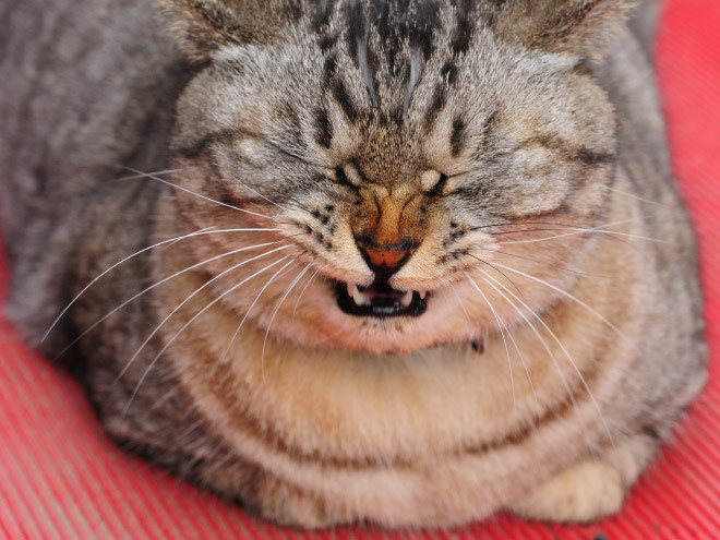 tastefullyoffensive:  Cats About to Sneeze [ferchenko]Previously: Cats Taking Selfies