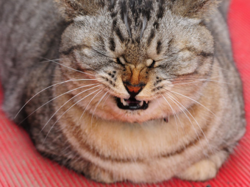 tastefullyoffensive:  Cats About to Sneeze [x]Previously: Cats Taking Selfies 