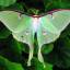 lunar-moths1