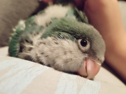 beakybirds:Sleepy bird love is the best kind