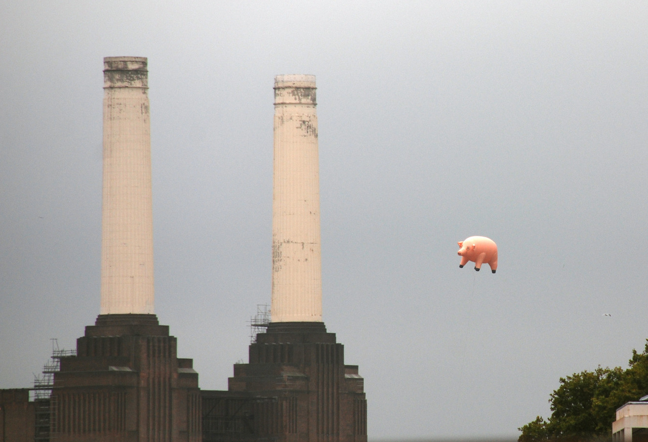 dougiefromscotland: Pink Floyd  are to rehome a giant inflatable pig which featured