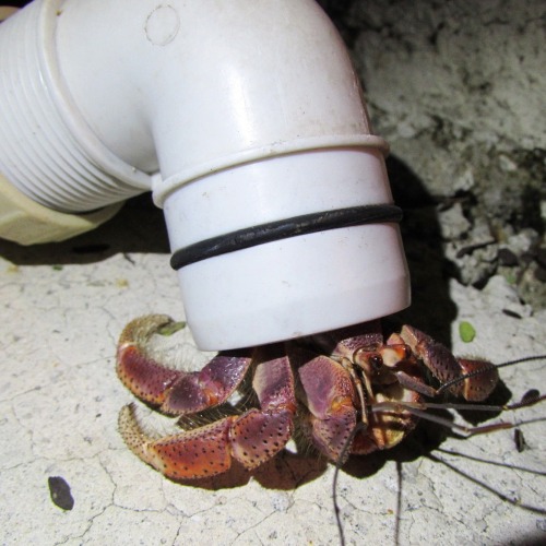 samael:  ikaricrossinglines:  utterlyspoopy:  So my dad found this hermit crab outside today. This is the strangest shell I’ve ever seen lol   oh bless him and his lil pipe butt! whilst durable, its possibly a little heavy for him too. I hope he finds