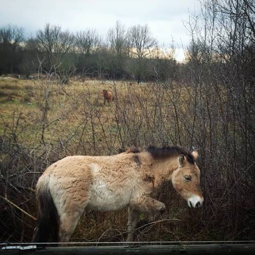 Missed my tram because of this cuties #przewalskihorse #thaki #equsferus #wildhorse