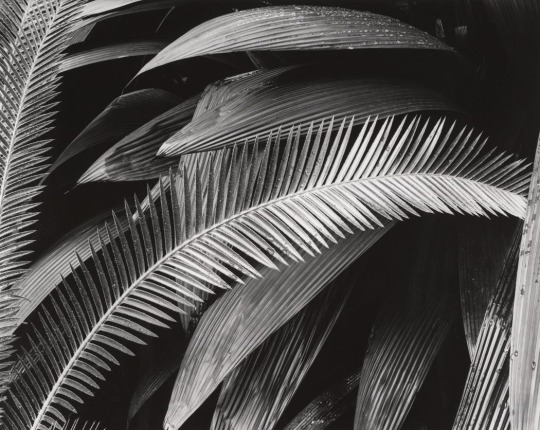 zzzze: BRETT WESTON (1911 - 1993) Bronx Botanical Garden, New York, 1945 [fern leaf curving from lower left to center right edge] Gelatin silver print  