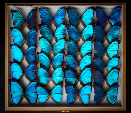 Blue morpho butterflies Scientific name: Morpho peleidesLocality: NeotropicalDepartment: Entomology,