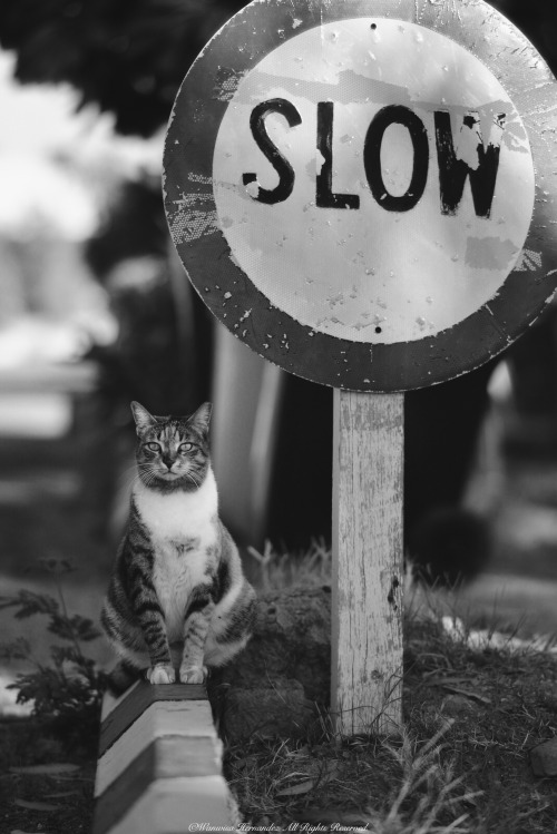 blogboestbelle: Slow~ ©Wanwisa Hernandez All Rights Reserved.