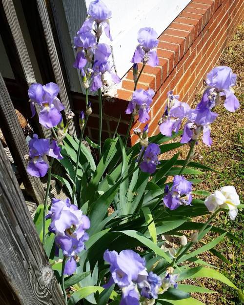 Sex #iris #purpleiris #spring #flowers pictures