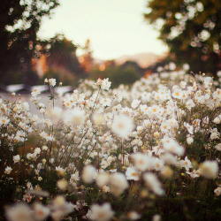 cannotstopwalking:  Tumblr no We Heart It. http://weheartit.com/entry/58028691/via/kamcia 