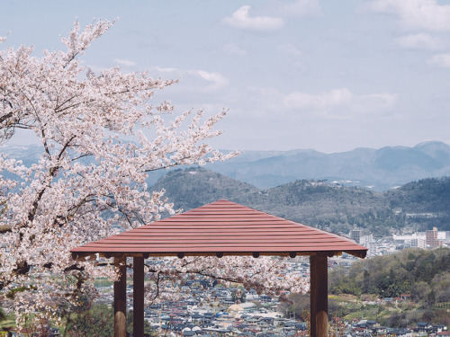 ileftmyheartintokyo: 花見山公園 Hanamiyama Park by かがみ～ on Flickr.