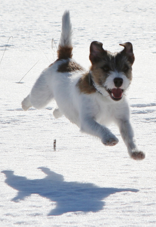 Hover Dog (by P HAKAN NILSSON)