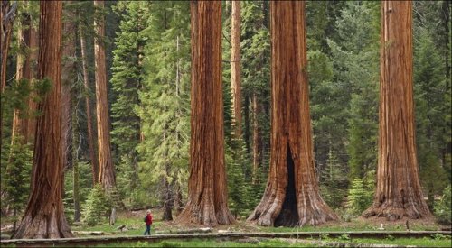 16 Facts about Giant Sequoia Trees. 1. Giant sequoias have very specific climate requirements, so s