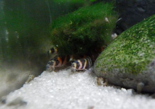 landowaterandaquaria:NoodlepileThey truly believe that they are masters at hiding and absconding.And