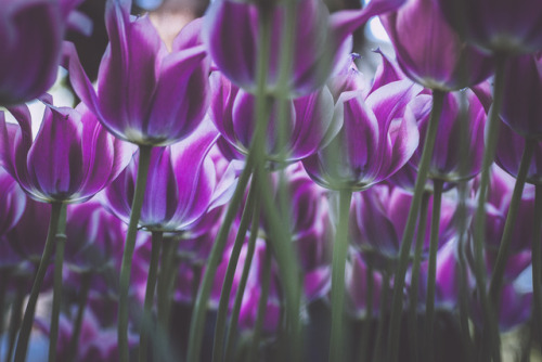 el-mo-fo-to: t u l i p a ･ i i | keukenhof | lisse, hollandLorenzo Montezemolo [ ig | tumblr | flick