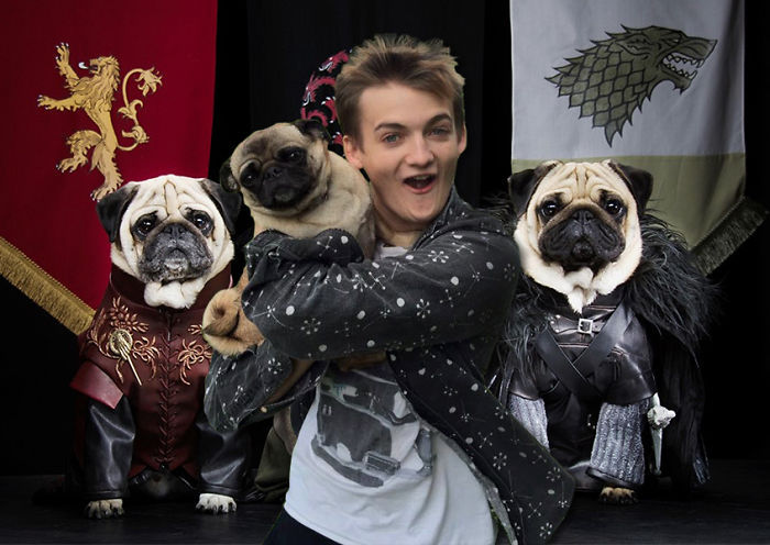 finofilipino: King Joffrey sujetando un carlino pide chops. Seguir leyendo 