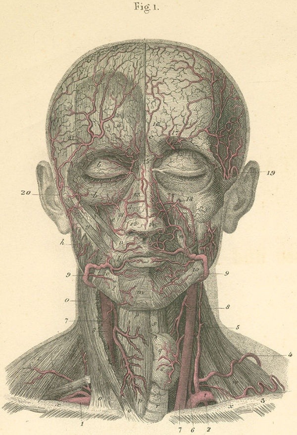 bodyandlight:  Arteries of the face and the anterior surface of the neck. 