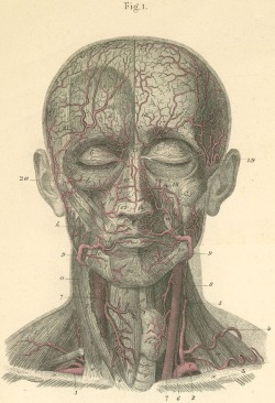 bodyandlight:  Arteries of the face and the