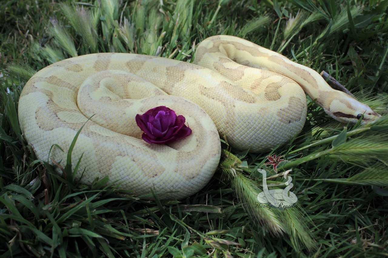 i-m-snek:  Raina shed and is just so beautiful. I will never understand how these