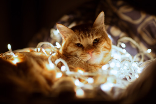 coffee-tea-and-sympathy:Merry Catmas, part 3 | photography by Dockside Colors || Anna Averianova || 