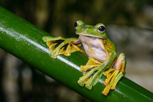 end0skeletal-undead:  Rhacophorus nigropalmatus, Wallace’s flying frog by Rushen via Thai Nati