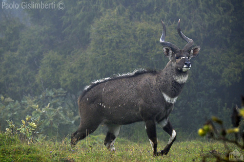 Mountain Nyala (Tragelaphus buxtonni)