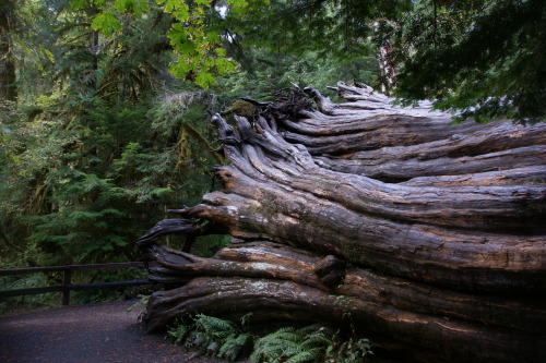 - For perspective -Fallen giant cedar tree - Olympic National Park